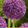 ohgreen Bloembollen|Ecocheques|1 allium ambassador