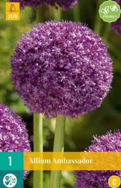 ohgreen Bloembollen|Ecocheques|1 allium ambassador