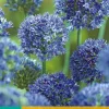 ohgreen Bloembollen|Ecocheques|15 allium caeruleum