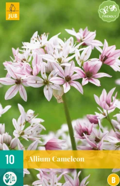 ohgreen Bloembollen|Ecocheques|10 allium cameleon
