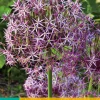 ohgreen Bloembollen|Ecocheques|3 allium christophii