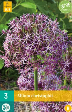 ohgreen Bloembollen|Ecocheques|3 allium christophii