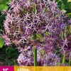 ohgreen Bloembollen|Ecocheques|15 allium christophii