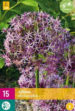 ohgreen Bloembollen|Ecocheques|15 allium christophii