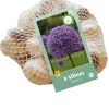 ohgreen Bloembollen|Ecocheques|8 allium gladiator