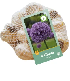 ohgreen Bloembollen|Ecocheques|8 allium gladiator