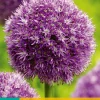 ohgreen Bloembollen|Ecocheques|1 allium globemaster