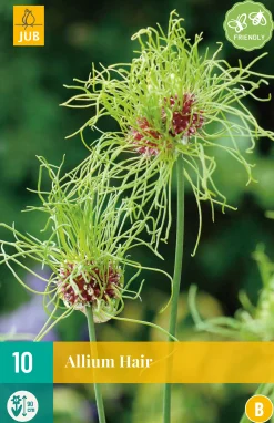 ohgreen Bloembollen|Ecocheques|10 allium hair