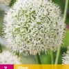ohgreen Bloembollen|Ecocheques|3 allium mount everest