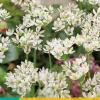 ohgreen Bloembollen|Ecocheques|25 allium neapolitanum