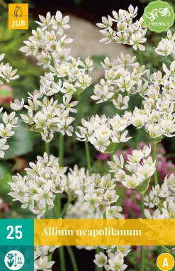 ohgreen Bloembollen|Ecocheques|25 allium neapolitanum