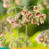 ohgreen Bloembollen|Ecocheques|5 allium (nectaroscodum) siculum