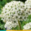 ohgreen Bloembollen|Ecocheques|5 allium nigrum
