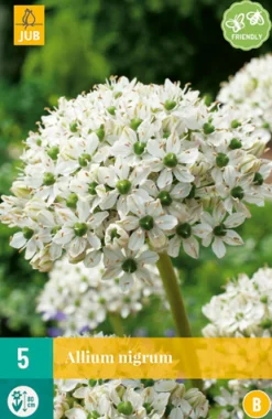 ohgreen Bloembollen|Ecocheques|5 allium nigrum