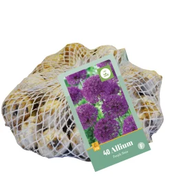 ohgreen Bloembollen|Ecocheques|40 allium purple rain