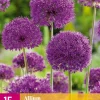 ohgreen Bloembollen|Ecocheques|15 allium purple sensation