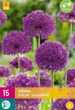 ohgreen Bloembollen|Ecocheques|15 allium purple sensation