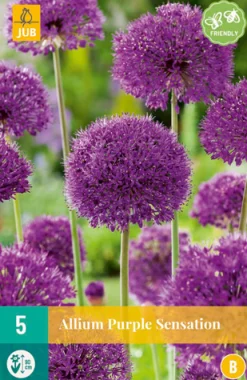 ohgreen Bloembollen|Ecocheques|5 allium purple sensation