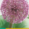 ohgreen Bloembollen|Ecocheques|3 allium red giant