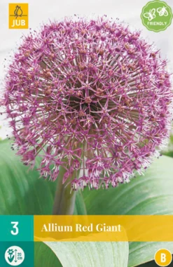 ohgreen Bloembollen|Ecocheques|3 allium red giant