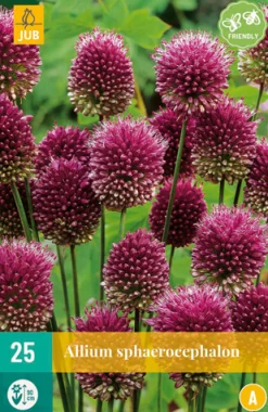 ohgreen Bloembollen|Ecocheques|25 allium sphaerocephalon