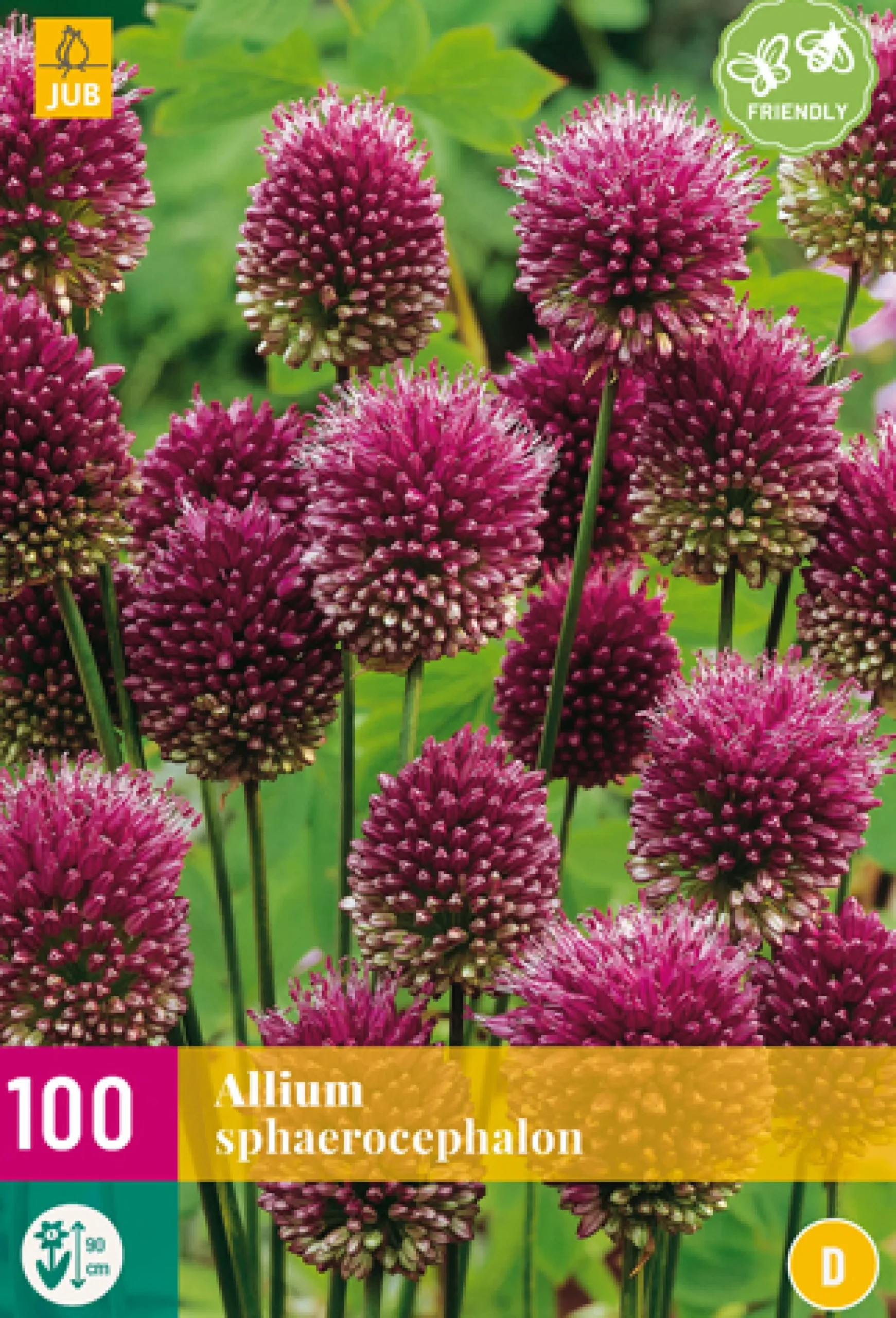 ohgreen Bloembollen|Ecocheques|100 allium sphaerocephalon