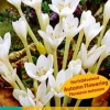 ohgreen Ecocheques|1 bloembol colchicum autumnale album
