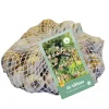 ohgreen Ecocheques|Bloembollen|40 bloembollen allium siculum