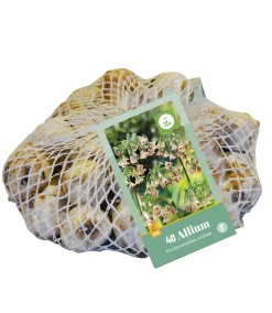 ohgreen Ecocheques|Bloembollen|40 bloembollen allium siculum