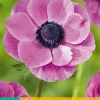 ohgreen Bloembollen|Ecocheques|15 bloembollen anemone coronaria sylphide