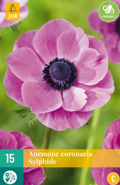 ohgreen Bloembollen|Ecocheques|15 bloembollen anemone coronaria sylphide