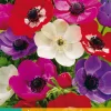 ohgreen Bloembollen|Ecocheques|15 bloembollen anemone coronaria de caen mix