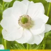 ohgreen Bloembollen|Ecocheques|15 bloembollen anemone coronaria bride