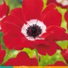 ohgreen Bloembollen|Ecocheques|15 bloembollen anemone coronaria hollandia