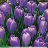 ohgreen Ecocheques|Bloembollen|10 bloembollen crocus blue ocean