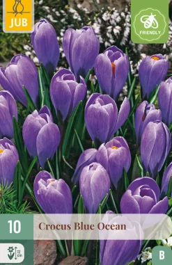 ohgreen Ecocheques|Bloembollen|10 bloembollen crocus blue ocean