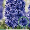 ohgreen Ecocheques|Bloembollen|3 bloembollen hyacinthus dubbel blauw