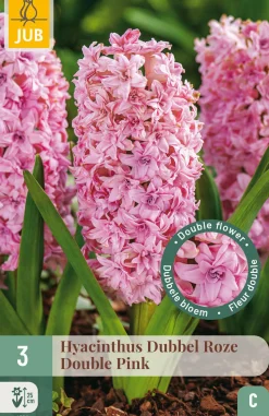 ohgreen Ecocheques|Bloembollen|3 bloembollen hyacinthus dubbel roze