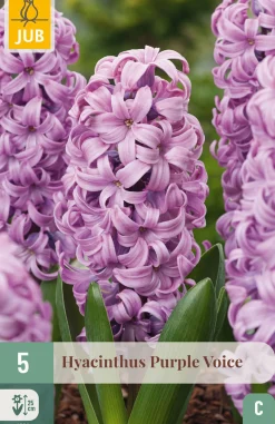 ohgreen Ecocheques|Bloembollen|5 bloembollen hyacinthus purple voice