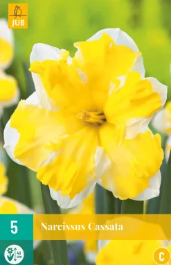ohgreen Bloembollen|Ecocheques|5 bloembollen narcissus cassata