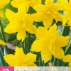 ohgreen Bloembollen|Ecocheques|10 bloembollen narcissus golden ducat