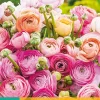 ohgreen Bloembollen|Ecocheques|10 bloembollen ranunculus pastel mix