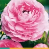 ohgreen Bloembollen|Ecocheques|10 bloembollen ranunculus roze