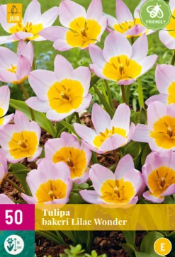 ohgreen Bloembollen|Ecocheques|5 bloembollen0 tulipa bakeri lilac wonder