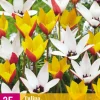 ohgreen Bloembollen|Ecocheques|25 bloembollen tulipa belles tulipes