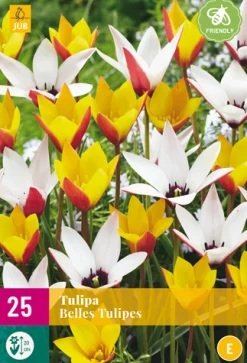 ohgreen Bloembollen|Ecocheques|25 bloembollen tulipa belles tulipes
