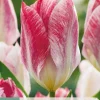 ohgreen Bloembollen|Ecocheques|7 bloembollen tulipa flaming purissima