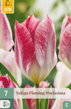 ohgreen Bloembollen|Ecocheques|7 bloembollen tulipa flaming purissima