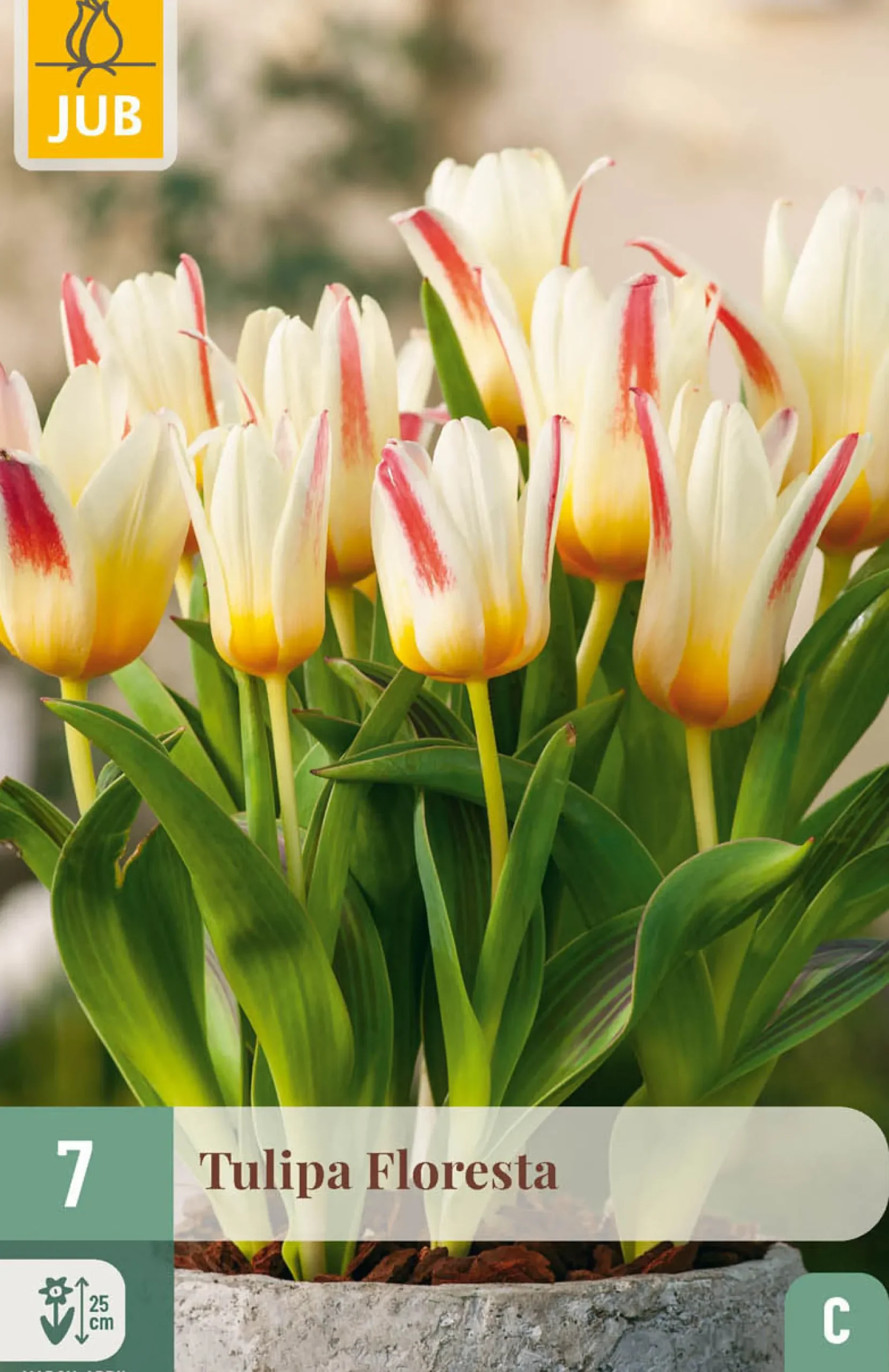 ohgreen Ecocheques|Bloembollen|7 bloembollen tulipa floresta