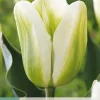 ohgreen Ecocheques|Bloembollen|7 bloembollen tulipa green spirit